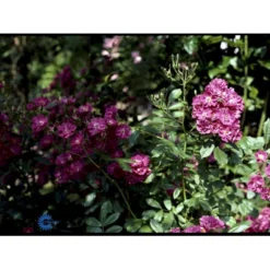 'Robin Hood' Rosa Moschata 'Robin Hood' (Moskusrose) A-Kvalitet,- Barrods Roser Min. 3 Grene -GrønGlæde Salgsbutik fi5497 rosa moschata robin hood 5052