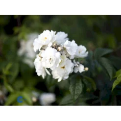 'Waterloo' Rosa X 'Waterloo' (Buskrose) A-Kvalitet,- Barrods Roser Min. 3 Grene -GrønGlæde Salgsbutik fi5500 rosa moschata waterloo cf81