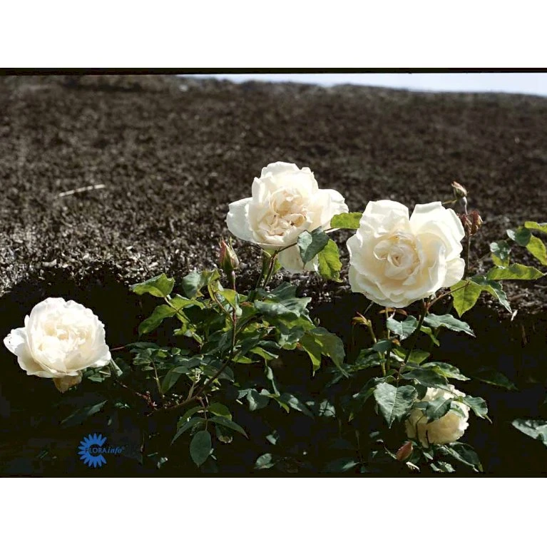 'Mme Alfred Carrière' Rosa Noisettana 'Mme Alfred Carrière' (Slyngrose) A-Kvalitet,- Barrods Roser Min. 3 Grene 3 'Mme Alfred Carrière' Rosa Noisettana 'Mme Alfred Carrière' (Slyngrose) A-Kvalitet,- Barrods Roser Min. 3 Grene - Billede 3