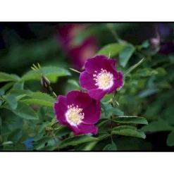 'Lina' Rosa Pendulina 'Lina' (Buskrose) A-Kvalitet,- Barrods Roser Min. 3 Grene -GrønGlæde Salgsbutik fi5524 rosa pendula lina c8cc