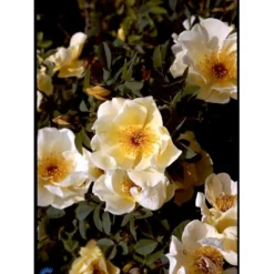 'Aicha' Rosa Pimpinellifolia 'Aicha' (Klitrose) A-Kvalitet,- Barrods Roser Min. 3 Grene -GrønGlæde Salgsbutik fi5527 rosa pimpinellifolia aicha b489