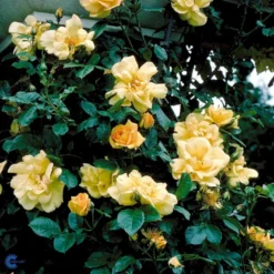 'Maigold'® Rosa Pimpinellifolia 'Maigold'® (Klitrose) A-Kvalitet,- Barrods Roser Min. 3 Grene -GrønGlæde Salgsbutik fi5534 rosa pimpinellifolia maigold 8735