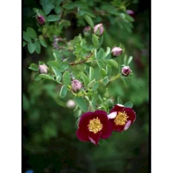 'Single Cherry' Rosa Pimpinellifolia 'Single Cherry' (Klitrose) A-Kvalitet,- Barrods Roser Min. 3 Grene -GrønGlæde Salgsbutik fi5540 rosa pimpinellifolia single cherry 1e87