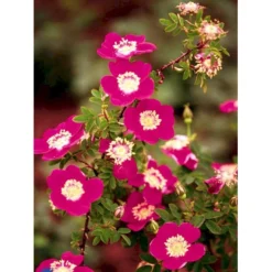 'Single Cherry' Rosa Pimpinellifolia 'Single Cherry' (Klitrose) A-Kvalitet,- Barrods Roser Min. 3 Grene -GrønGlæde Salgsbutik fi5540 rosa pimpinellifolia single cherry 4da6