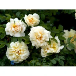 Rynket Rose 'Agnes' Rosa Rugosa 'Agnes' A-Kvalitet,- Barrods Roser Min. 3 Grene -GrønGlæde Salgsbutik fi5558 rosa rugosa agnes fd9d