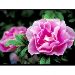 Rynket Rose 'Jens Munk' Rosa Rugosa 'Jens Munk' A-Kvalitet,- Barrods Roser Min. 3 Grene -GrønGlæde Salgsbutik fi5568 rosa rugosa jens munk 2044