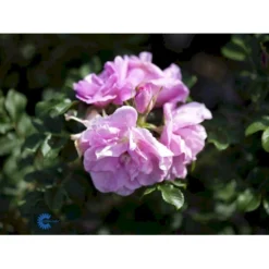 Rynket Rose 'Jens Munk' Rosa Rugosa 'Jens Munk' A-Kvalitet,- Barrods Roser Min. 3 Grene -GrønGlæde Salgsbutik fi5568 rosa rugosa jens munk c1c1