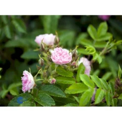 Rynket Rose 'Pink Grootendorst' Rosa Rugosa 'Pink Grootendorst' A-Kvalitet,- Barrods Roser Min. 3 Grene -GrønGlæde Salgsbutik fi5575 rosa rugosa pink grootendorst 149c