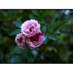 Rynket Rose 'Pink Grootendorst' Rosa Rugosa 'Pink Grootendorst' A-Kvalitet,- Barrods Roser Min. 3 Grene -GrønGlæde Salgsbutik fi5575 rosa rugosa pink grootendorst 767c