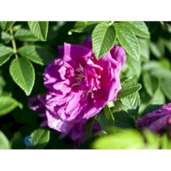 Rynket Rose 'Roseraie De L'Hay' Rosa Rugosa 'Roseraie De L'Hay' A-Kvalitet,- Barrods Roser Min. 3 Grene -GrønGlæde Salgsbutik fi5579 rosa rugosa roseraie de l hay 64a8