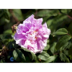 Rynket Rose 'Thérèse Bugnet' Rosa Rugosa 'Thérèse Bugnet' A-Kvalitet,- Barrods Roser Min. 3 Grene -GrønGlæde Salgsbutik fi5586 rosa rugosa therese bugnet 5da1