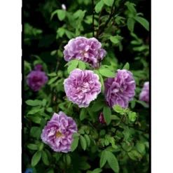 Rynket Rose 'Thérèse Bugnet' Rosa Rugosa 'Thérèse Bugnet' A-Kvalitet,- Barrods Roser Min. 3 Grene -GrønGlæde Salgsbutik fi5586 rosa rugosa therese bugnet 89a9