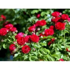 'Chevy Chase' Rosa Soyieana 'Chevy Chase' (Slyngrose) A-Kvalitet,- Barrods Roser Min. 3 Grene -GrønGlæde Salgsbutik fi5595 rosa soyieana chevy chase 0355