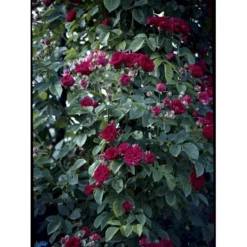 'Chevy Chase' Rosa Soyieana 'Chevy Chase' (Slyngrose) A-Kvalitet,- Barrods Roser Min. 3 Grene -GrønGlæde Salgsbutik fi5595 rosa soyieana chevy chase 717c