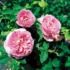 'Louise Odier' Rosa Bourboniana 'Louise Odier' (Bourbonrose) A-Kvalitet,- Barrods Roser Min. 3 Grene -GrønGlæde Salgsbutik fi5609 rosa x borboniana louise odier 6b95