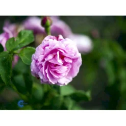 'Louise Odier' Rosa Bourboniana 'Louise Odier' (Bourbonrose) A-Kvalitet,- Barrods Roser Min. 3 Grene -GrønGlæde Salgsbutik fi5609 rosa x borboniana louise odier 9b6f