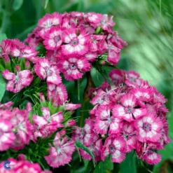 Studenternellike 'Herald Of Spring' Dianthus Barbatus 'Herald Of Spring' Pose Med Frø Eller Løg, 30 -GrønGlæde Salgsbutik fi6182 dianthus barbatus 9741