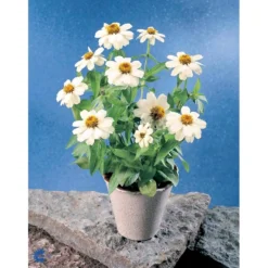 Frøkenhat 'Sunbow Mixed' Zinnia Elegans 'Sunbow Mixed' Pose Med Frø Eller Løg -GrønGlæde Salgsbutik fi6568 zinnia elegans 74dc