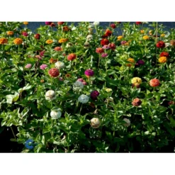 Frøkenhat 'Sunbow Mixed' Zinnia Elegans 'Sunbow Mixed' Pose Med Frø Eller Løg -GrønGlæde Salgsbutik fi6568 zinnia elegans f525