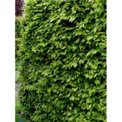Avnbøg Carpinus Betulus Barrods,- 3 års (1/2) 100-125 Cm. Hækkvalitet. 14 Avnbøg Carpinus Betulus Barrods,- 3 års (1/2) 100-125 Cm. Hækkvalitet. -GrønGlæde Salgsbutik fi841 carpinus betulus 71e7