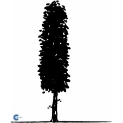 Avnbøg Carpinus Betulus Heister 175-200 Cm. Med Potte -GrønGlæde Salgsbutik fi841 carpinus betulus e505 1