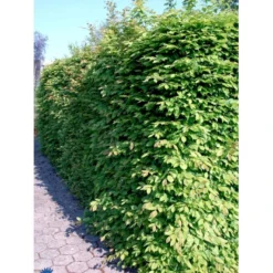 Avnbøg Carpinus Betulus Heister 175-200 Cm. Med Potte -GrønGlæde Salgsbutik fi841 carpinus betulus e775 1