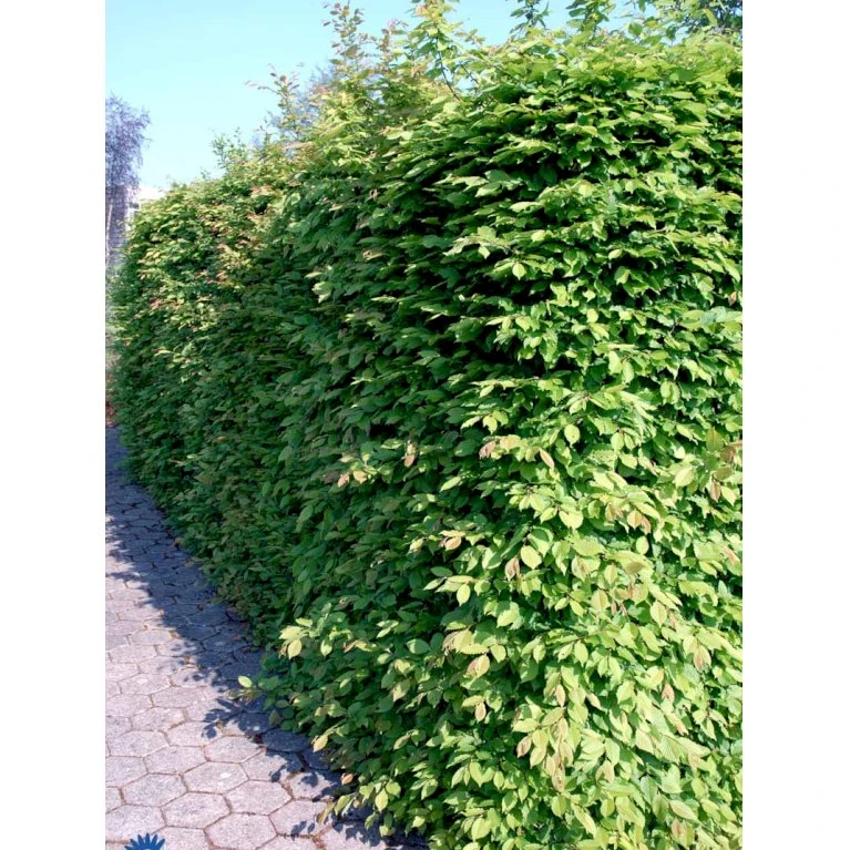 Avnbøg Carpinus Betulus Barrods,- 3 års (1/2) 100-125 Cm. Hækkvalitet. 6 Avnbøg Carpinus Betulus Barrods,- 3 års (1/2) 100-125 Cm. Hækkvalitet. - Billede 6