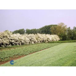 Engriflet Hvidtjørn Crataegus Monogyna Potte 12 Liter,- 100-125 Cm. -GrønGlæde Salgsbutik fi846 crataegus monogyna 93d4