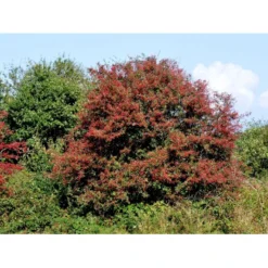 Engriflet Hvidtjørn Crataegus Monogyna Potte 12 Liter,- 100-125 Cm. -GrønGlæde Salgsbutik fi846 crataegus monogyna f279