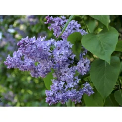 Almindelig Syren Syringa Vulgaris Solitær Busk 150-175 Cm. - Med Klump -GrønGlæde Salgsbutik fi893 syringa vulgaris 1e27