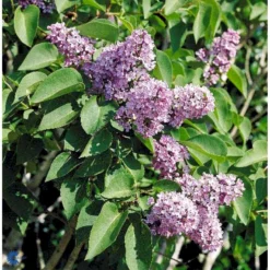 Almindelig Syren Syringa Vulgaris Solitær Busk 150-175 Cm. - Med Klump -GrønGlæde Salgsbutik fi893 syringa vulgaris e7cd