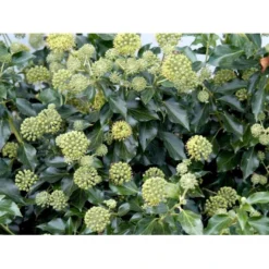 Busk-Vedbend 'Arborescens' Hedera Helix 'Arborescens' Potte 2,0 Liter,- 40-60 Cm. -GrønGlæde Salgsbutik mi1133 hedera helix arborescens 2bd1
