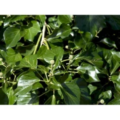 Busk-Vedbend 'Arborescens' Hedera Helix 'Arborescens' Potte 2,0 Liter,- 40-60 Cm. -GrønGlæde Salgsbutik mi1133 hedera helix arborescens e49a