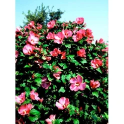 Syrisk Rose 'Woodbridge' Hibiscus Syriacus 'Woodbridge' Potte 4,0 Liter,- 50-60 Cm. -GrønGlæde Salgsbutik mi1203 hibiscus syriacus woodbridge ea69