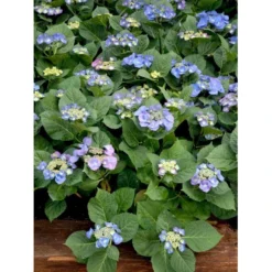 Hortensia 'Blaumeise' Hydrangea Macrophylla 'Blaumeise' 2,5 Liter -GrønGlæde Salgsbutik mi1255 hydrangea macrophylla blaumeise 127c