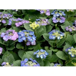 Hortensia 'Blaumeise' Hydrangea Macrophylla 'Blaumeise' 2,5 Liter -GrønGlæde Salgsbutik mi1255 hydrangea macrophylla blaumeise ce48