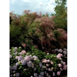 Hortensia 'Bouquet Rose' Hydrangea Macrophylla 'Bouquet Rose' 3,5 Liter Potte -GrønGlæde Salgsbutik mi1258 hydrangea macrophylla bouquet rose e652