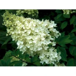 Nye udgivelser -GrønGlæde Salgsbutik mi1259 hydrangea paniculata grandiflora c832