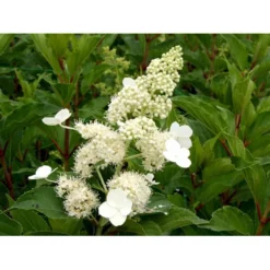 Syrén-Hortensia 'Kyushu' Hydrangea Paniculata 'Kyushu' Potte 2,0 Liter,- 30-40 Cm. -GrønGlæde Salgsbutik mi1260 hydrangea paniculata kyushu b689