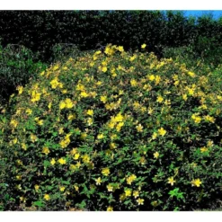 Perikon 'Hidcote' Hypericum Hookerianum 'Hidcote' 3,5 Liter Potte -GrønGlæde Salgsbutik mi1272 hypericum hidcote 631b