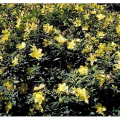 Perikon 'Hidcote' Hypericum Hookerianum 'Hidcote' 3,5 Liter Potte -GrønGlæde Salgsbutik mi1272 hypericum hidcote 8b30