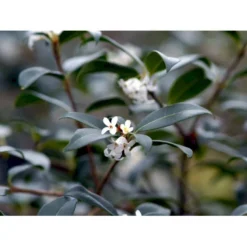 Stenved Osmanthus Burkwoodi Potte 3,5 Liter 20-30 Cm. -GrønGlæde Salgsbutik mi12877 osmanthus x burkwoodii 9d97