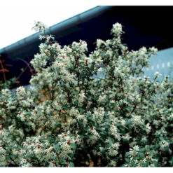 Stenved Osmanthus Burkwoodi Potte 3,5 Liter 20-30 Cm. -GrønGlæde Salgsbutik mi12877 osmanthus x burkwoodii df20