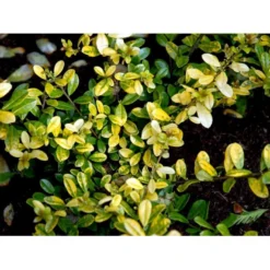 Dværgkristtorn 'Golden Gem' Ilex Crenata 'Golden Gem' Potte 2,0 Liter,- 25-30 Cm. -GrønGlæde Salgsbutik mi1312 ilex crenata golden gem 0b15