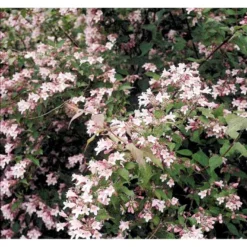 Dronningebusk Kolkwitzia Amabilis 5 Liter Potte -GrønGlæde Salgsbutik mi1385 kolkwitzia amabilis e912