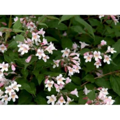 Dronningebusk 'Syvdal' Kolkwitzia Amabilis 'Syvdal' 5 Liter Potte -GrønGlæde Salgsbutik mi1386 kolkwitzia amabilis syvdal 4579