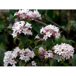 Dronningebusk 'Pink Cloud' Kolkwitzia Amabilis 'Pink Cloud' Potte 7,5 Liter 80-100 Cm. -GrønGlæde Salgsbutik mi1389 kolkwitzia amabilis pink cloud f2be