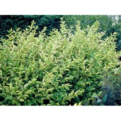 Gul Bredbladet Liguster Ligustrum Ovalifolium 'Aureum' Potte 12 Liter,- 100-125 Cm. -GrønGlæde Salgsbutik mi1433 ligustrum ovalifolium aureum 3e53