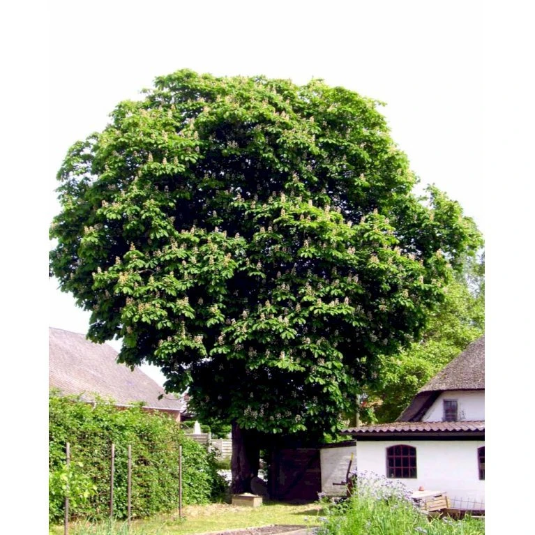 Hestekastanie Aesculus Hippocastanum Potte 12 Liter,- 150-175 Cm. 7 Hestekastanie Aesculus Hippocastanum Potte 12 Liter,- 150-175 Cm. - Billede 7