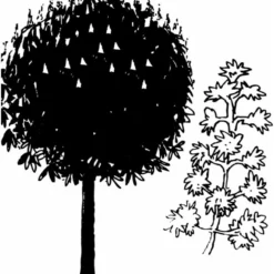 Hestekastanie Aesculus Hippocastanum Potte 12 Liter,- 150-175 Cm. 14 Hestekastanie Aesculus Hippocastanum Potte 12 Liter,- 150-175 Cm. -GrønGlæde Salgsbutik mi143 aesculus hippocastanum a103